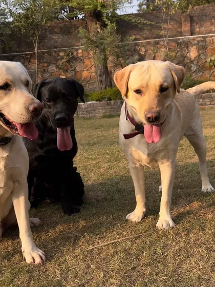 The Labrador trio again, posing for the camera. The bonds formed here are real, providing companionship that makes their stay even more enjoyable.