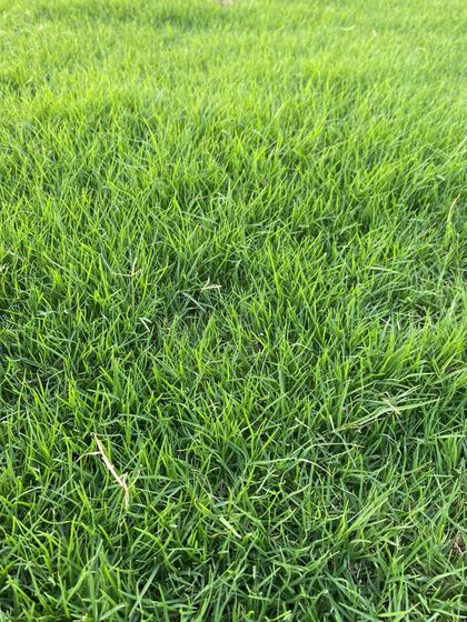 A detailed macro shot of the grass blades. I offer several varieties like Korean and Mexican grass, each with its own unique texture and look.