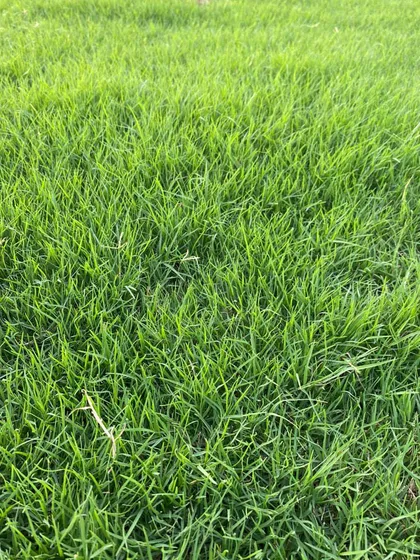 An extreme close-up of the grass blades. This is the quality that makes my lawns stand out.