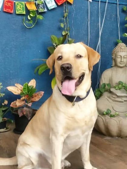 A portrait of the handsome birthday boy, Tyson the Labrador. He absolutely loved his healthy carrot and chicken cake. It’s so rewarding to get photos of happy, satisfied pups.