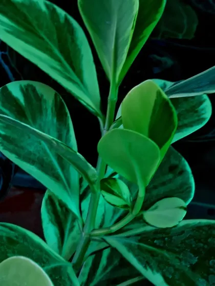 A closer look at the variegation on this Peperomia leaf. These plants are compact and don't require much space, making them perfect for desks and small shelves.
