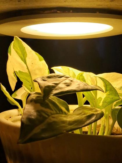 Bhardwaj - Gardening Product & Supply Consultation Indoor & Decorative Plants photo 21