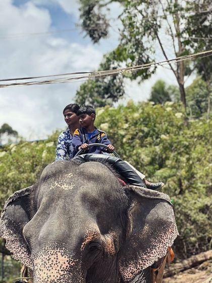 An elephant ride in Munnar offers a unique perspective to enjoy the scenic beauty of the hill station.
