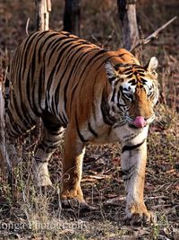 Wildlife & Nature Photography