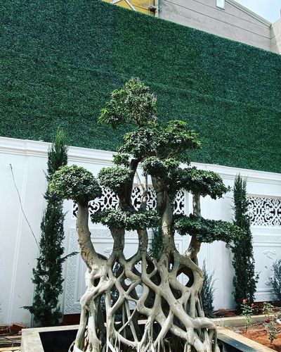 Vertical Gardens