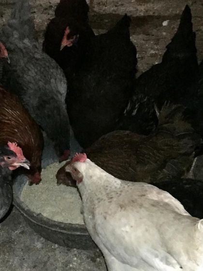 More hens from the flock gathered for a meal. When you get starter hens, you can quickly have a productive and lively backyard flock.