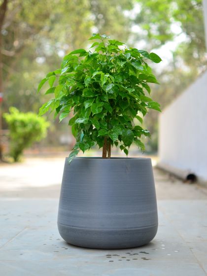 Pots, Planters & Stands photo 7