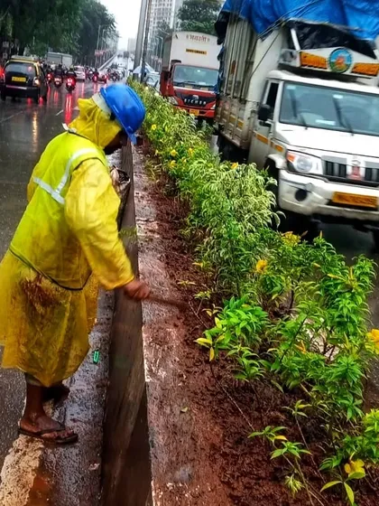 Another shot of my team working hard in the rain to bring the "One Green Mile" project to life. We are leveling the soil and arranging the plants to create a lasting green impact on this busy Mumbai street.