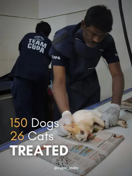Cupa - Emergency Animal Rescue & Treatment Our Impact in Numbers photo 6