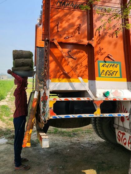 Delhi Gardner - Wholesale Plant & Turf Supply Natural Grass Turf: From Our Farm to Your Project photo 82