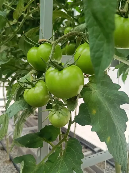 A collection showing tomatoes in various stages of growth, from green to fully ripe.