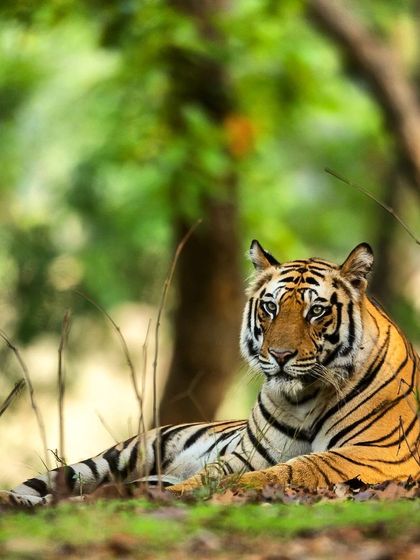 A portrait of a young male tiger resting in the soft light of the forest, his gaze calm and confident.