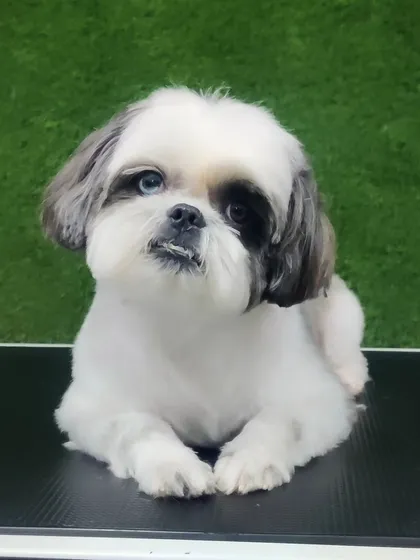 This is the perfect example of a classic Shih Tzu puppy cut. I shaped the coat to be clean, manageable, and incredibly soft, paying special attention to the face to create that adorable, round expression. This style is great for keeping your puppy comfortable between grooms.
