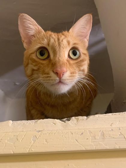 Begum found a high-up hiding spot to feel safe. I always make sure there are plenty of these for shy cats.