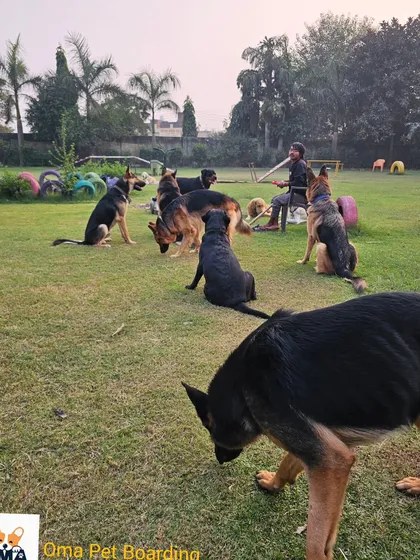 A training session in progress, with many German Shepherds sitting attentively.