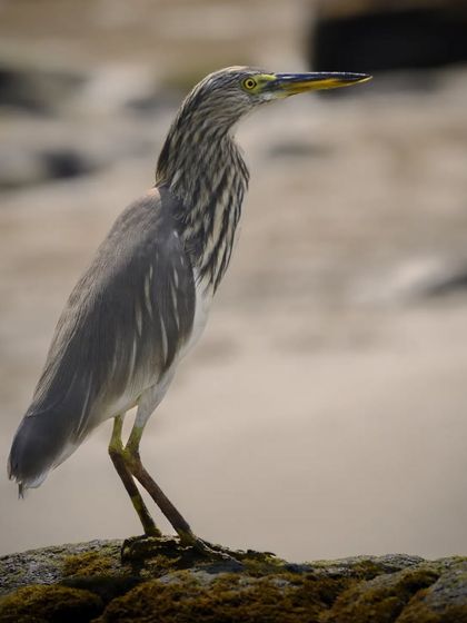 Zahid Moledina - Photography The World Up Close: Nature & Macro photo 9