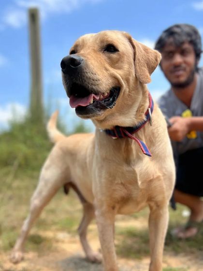 Cupa - Pet Adoption, Fostering & Sponsorship Find Your Canine Companion: Dogs for Adoption photo 8