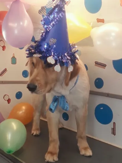 Another angle of the birthday boy, Simba! The van is decorated with plenty of balloons to create a fun and exciting atmosphere for your fur baby.