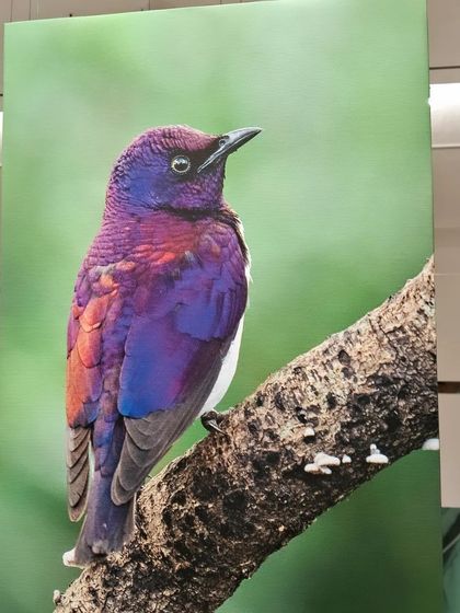 A sneak peek from 'Nature's Splendour', a vibrant photograph of a violet-backed starling.
