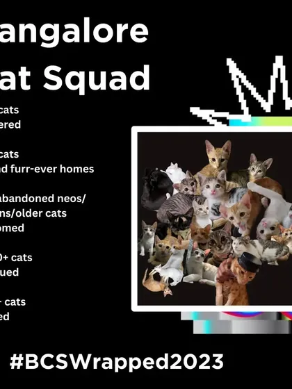 Our impact is possible because of community support. In 2023 alone, we successfully rescued over 1000 cats and facilitated the spaying or neutering of over 500, directly preventing countless more from ending up on the streets.