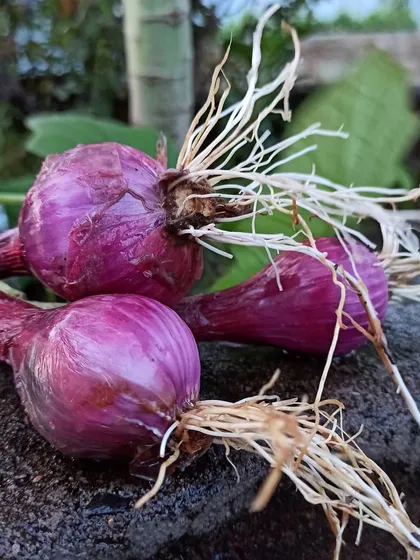 These spring onions were an experiment. I planted one bulb and it multiplied into three. It's a great example of how gardening can surprise you.