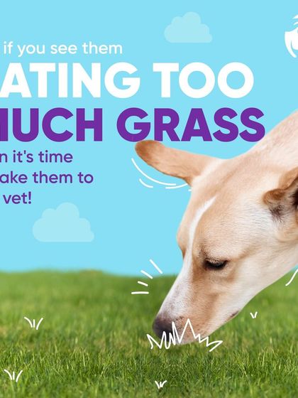 Chasing Tails - Veterinary Care & Hospital Services Canine Care Corner photo 3