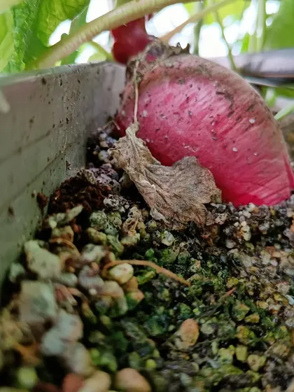 A gallery of our root vegetables, including Knol Khol and different types of radish, growing above the surface of the media.