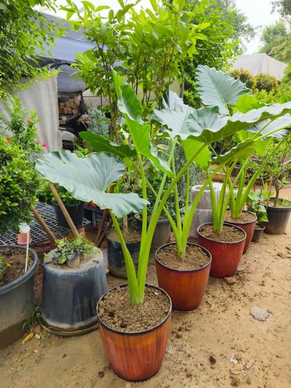 A row of healthy Alocasia and Birds of Paradise plants, ready to bring a touch of the exotic to your home or garden.