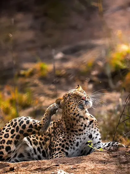 That's the spot! A leopard scratching an itch, a relatable and candid moment from the wild.