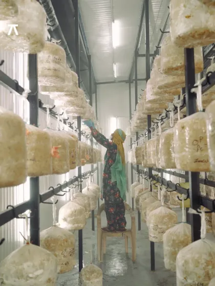 A look inside a mushroom cultivation facility. We partner with sustainable growers like Shroomery to source the incredible variety of fungi for our workshops, ensuring we get the best quality while supporting local artisans.
