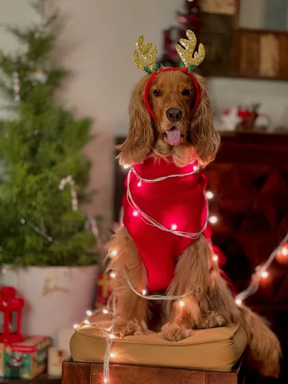 Posto looking like a true Christmas angel, wrapped in fairy lights.