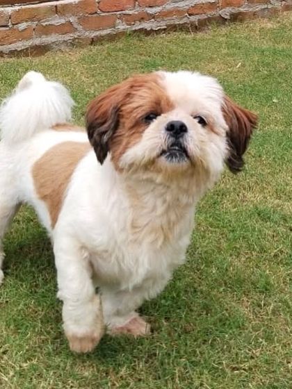 Bruno striking a pose. Despite his age, he is full of life and loves short walks and long naps on a comfy lap.