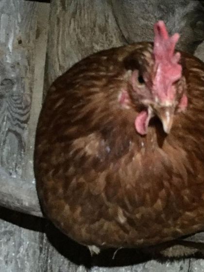 A close-up of a brown hen on her roost. It's rewarding to connect these birds with people who will give them a great new life.