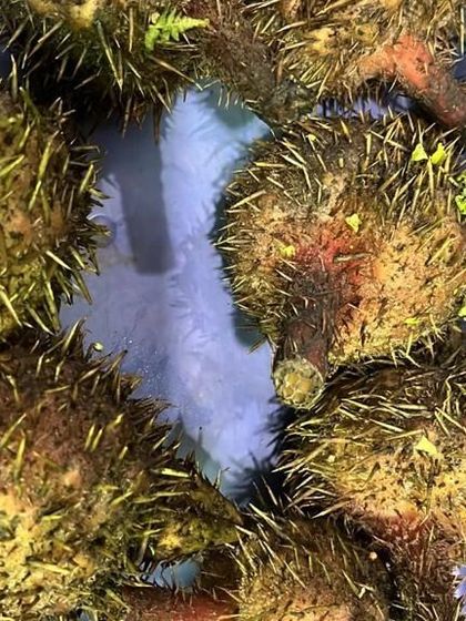 A unique, spiky vegetable, possibly a type of wild fruit or tuber. These foraged items are rare finds and are for customers looking for truly authentic ingredients.