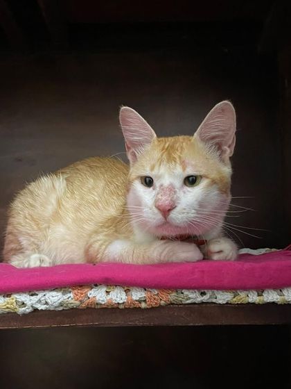Tingmo resting on his favorite pink blanket. He has been through a lot after being abandoned, and now all he needs is a permanent, loving home to call his own.