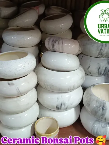 A collection of ceramic bonsai pots. The shallow, wide design is perfect for developing bonsai trees and succulents.