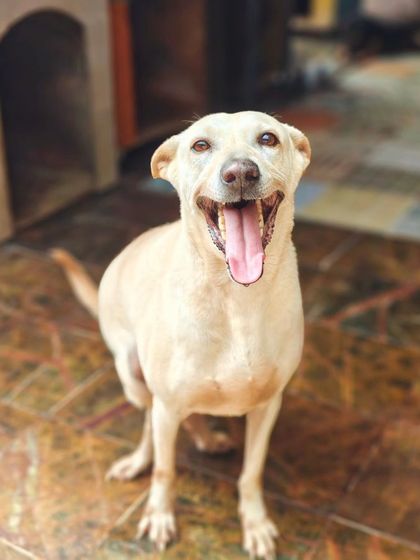 Charlie's Animal Rescue Centre - Animal Rescue & Adoption Ready for a Home: Adopt a Dog photo 7