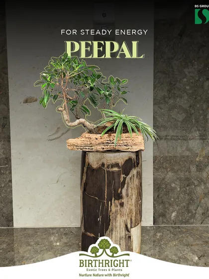 For steady, grounded energy in a workspace, the Peepal bonsai is an excellent choice. It symbolizes wisdom and endurance, creating a calm and focused environment.
