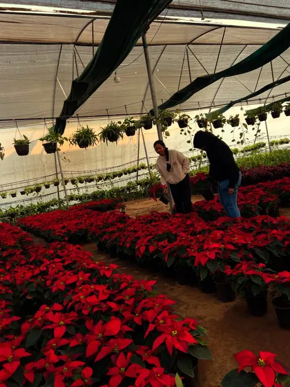 Customers browsing through our vast collection of red Poinsettia plants in the greenhouse.