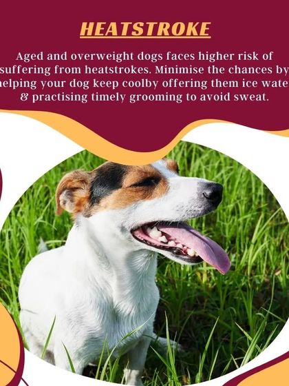 Heatstroke is a serious risk for aged and overweight dogs in the summer. Timely grooming to thin their coat can help them stay cool and avoid overheating.