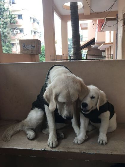 Deepthi - Dog Training & Behavior Modification Living in a Pack: A Guide to Multi-Dog Homes photo 7