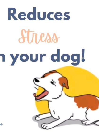 Working on a food puzzle can significantly reduce stress in your dog. The act of sniffing, licking, and problem-solving is naturally calming for them.
