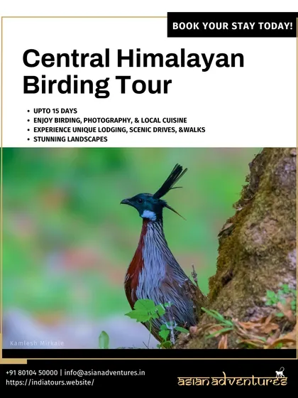 Our Central Himalayan Birding Tour poster, featuring the stunning Koklass Pheasant. This 15-day tour covers unique lodges and scenic drives through areas like Jageshwar, Munsiyari, and Kausani.
