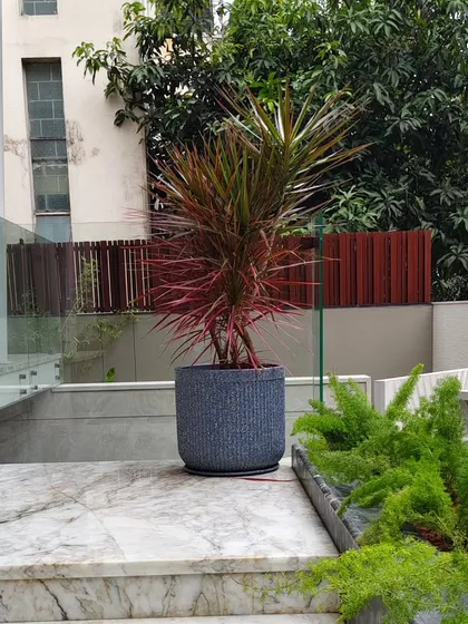 The potted Dracaena shown in its full context at the top of marble stairs, serving as a statement piece for the building's entrance.