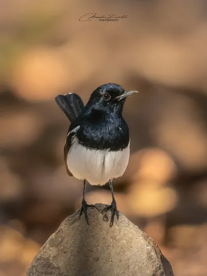 An Oriental Magpie-Robin strikes a confident pose on a rock. The simple black and white plumage of the bird stands out against the warm, earthy tones of the background.