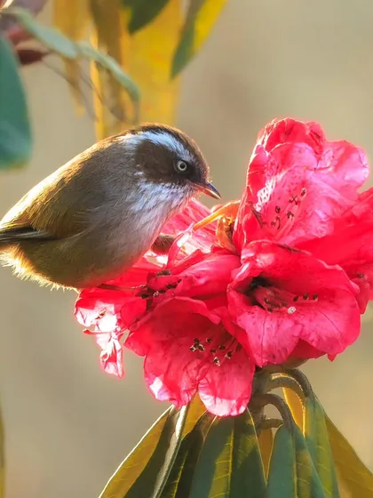 A White-browed Fulvetta delicately feeding on the nectar of a rhododendron flower, a common sight in the Himalayas during spring.