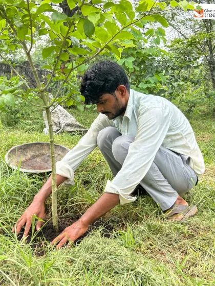 A worker gently firms the soil around a newly planted tree in our Jaunapur City Forest. This simple act ensures the roots have good contact with the earth, which is critical for the sapling to establish itself and thrive.