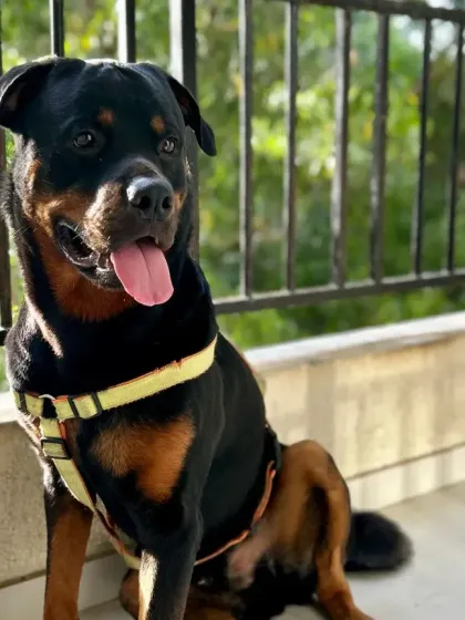 Venu's Pet Care - Dog Boarding and Daycare Meet Our Happy Guests photo 5