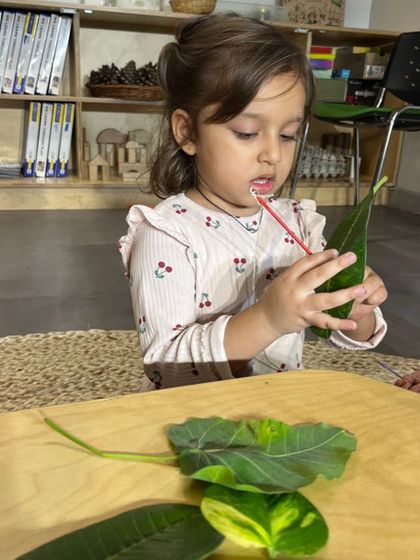 Piercing a leaf with a needle is an advanced fine motor skill that builds hand strength and precision. We provide safe, supervised opportunities for children to take on these challenges and experience a sense of accomplishment.