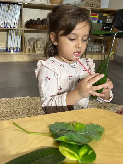 Stringing flowers and leaves with a needle and thread is a beautifully focused fine motor task. It requires concentration, hand-eye coordination, and dexterity, while also introducing early mathematical concepts like counting and patterning.